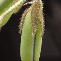 Crotalaria lejoloba Bartl.